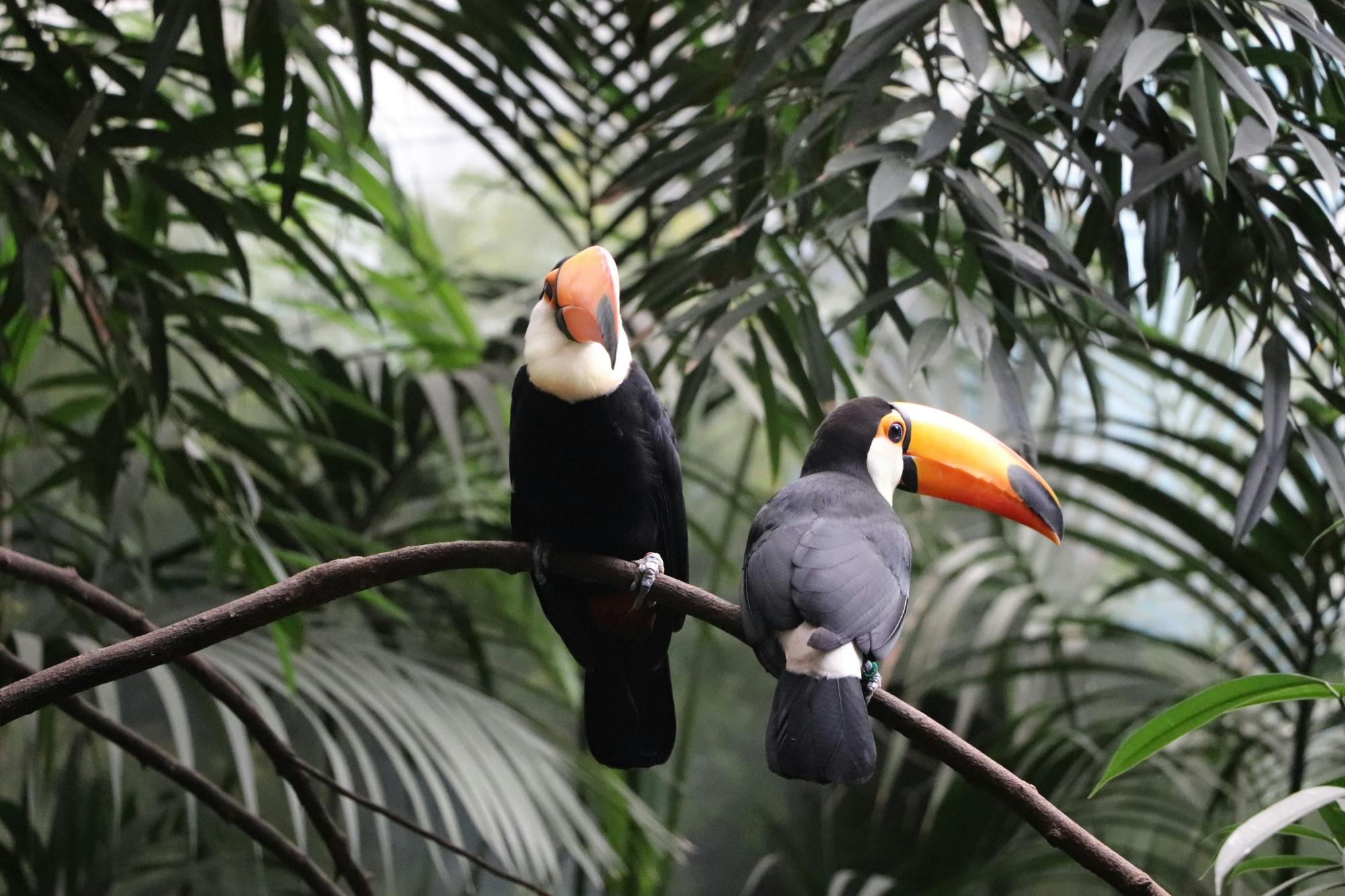 Eintrittskarten für den Faunia Zoo und den Botanischen Garten