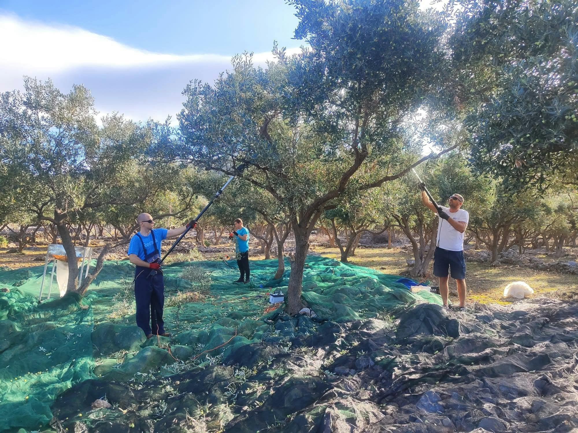 Tour de recolección de aceitunas en grupos pequeños en Cres