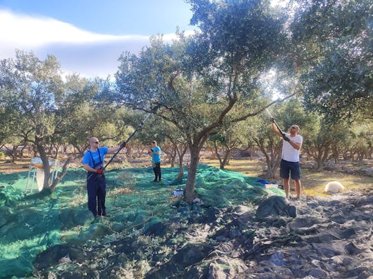 Olive picking small group tour in Cres