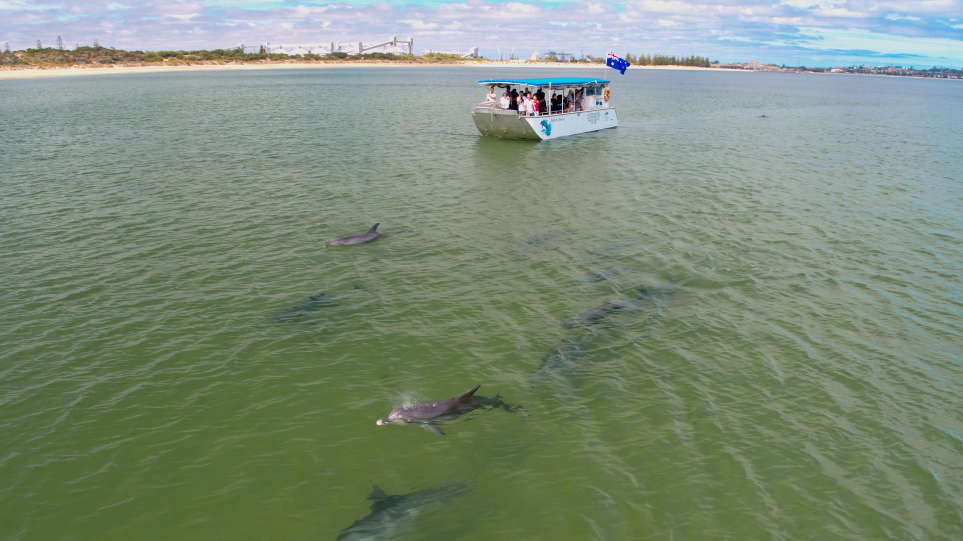 Dolfijn Ecocruise in Bunbury