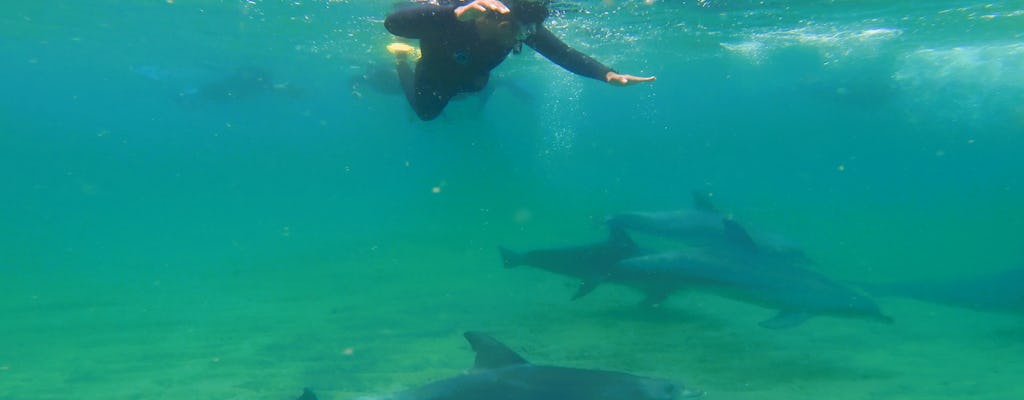 Swim with Wild Dolphins in Bunbury