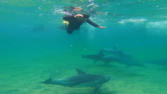 Nadar con delfines salvajes en Bunbury