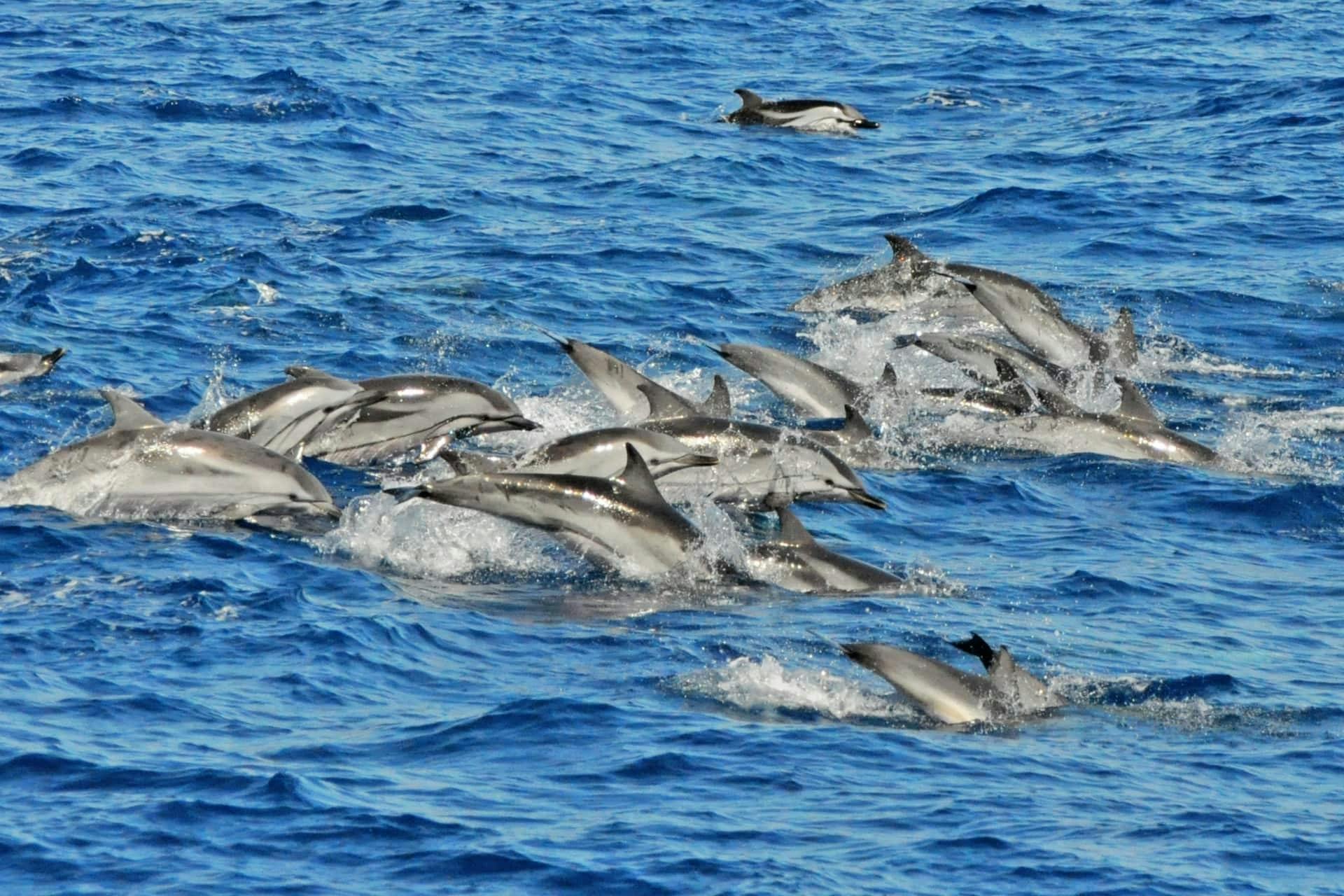 Gran Canaria Dolphin Watching Cruise & Puerto de Mogan Market