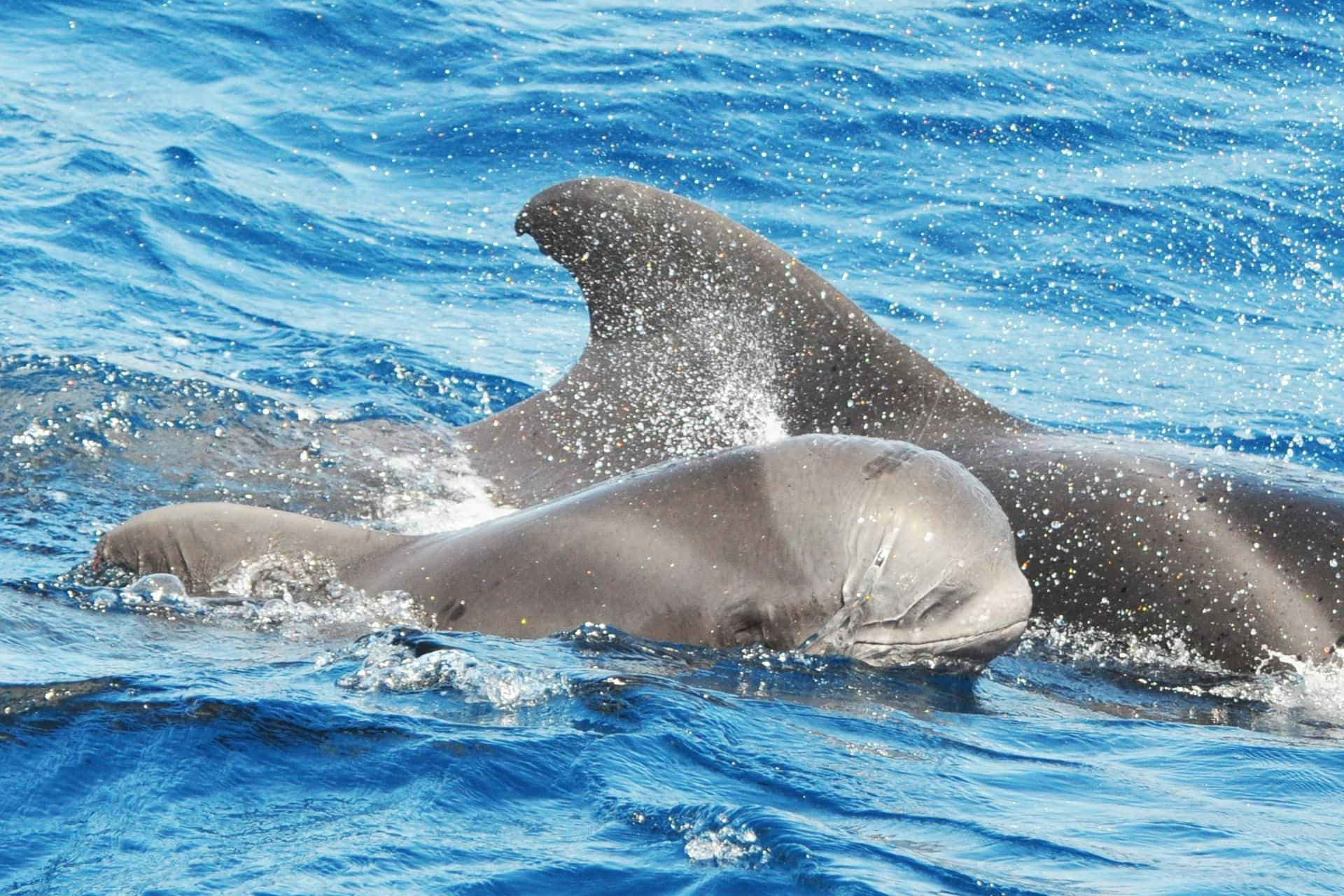 Gran Canaria Dolphin Watching Cruise & Puerto de Mogan Market