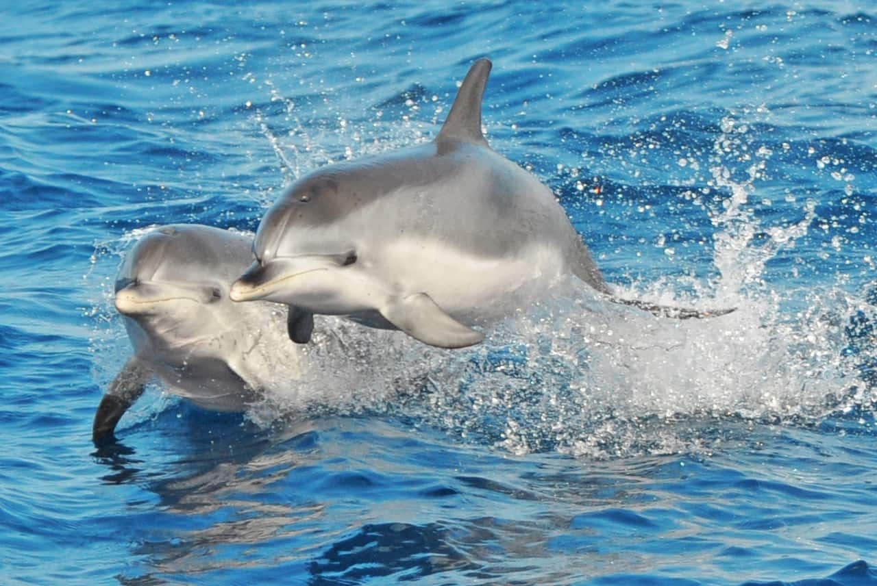 Gran Canaria Dolphin Watching Cruise & Puerto de Mogan Market