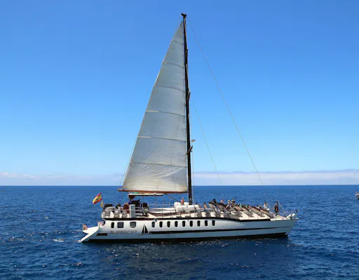 Gran Canaria Dolphin Watching Cruise & Puerto de Mogan Market