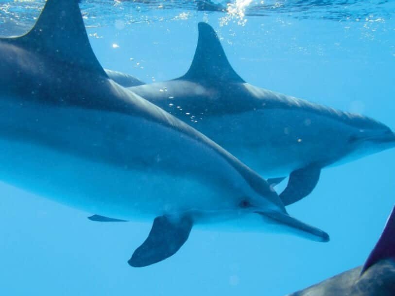 Gran Canaria Dolphin Watching Cruise & Puerto de Mogan Market