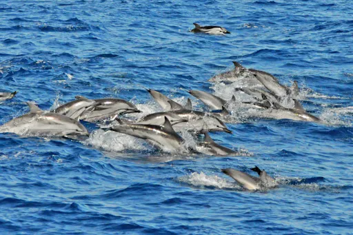 Gran Canaria Dolphin Watching Cruise & Puerto de Mogan Market
