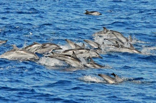 Gran Canaria Dolphin Watching Cruise & Puerto de Mogan Market