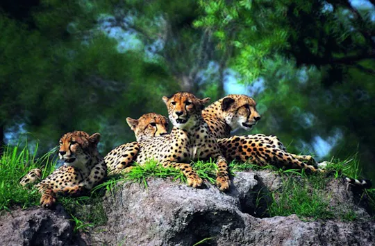 Safari de 3 dias em Masai Mara no Mara Engai Wilderness Lodge