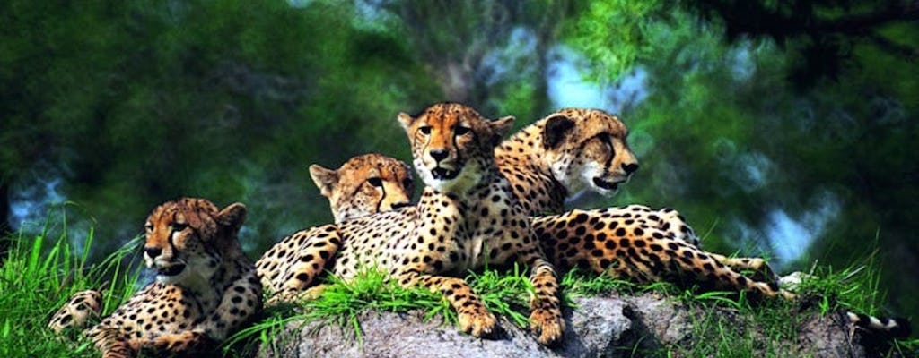 Masai Mara 3-day safari at Mara Engai Wilderness Lodge