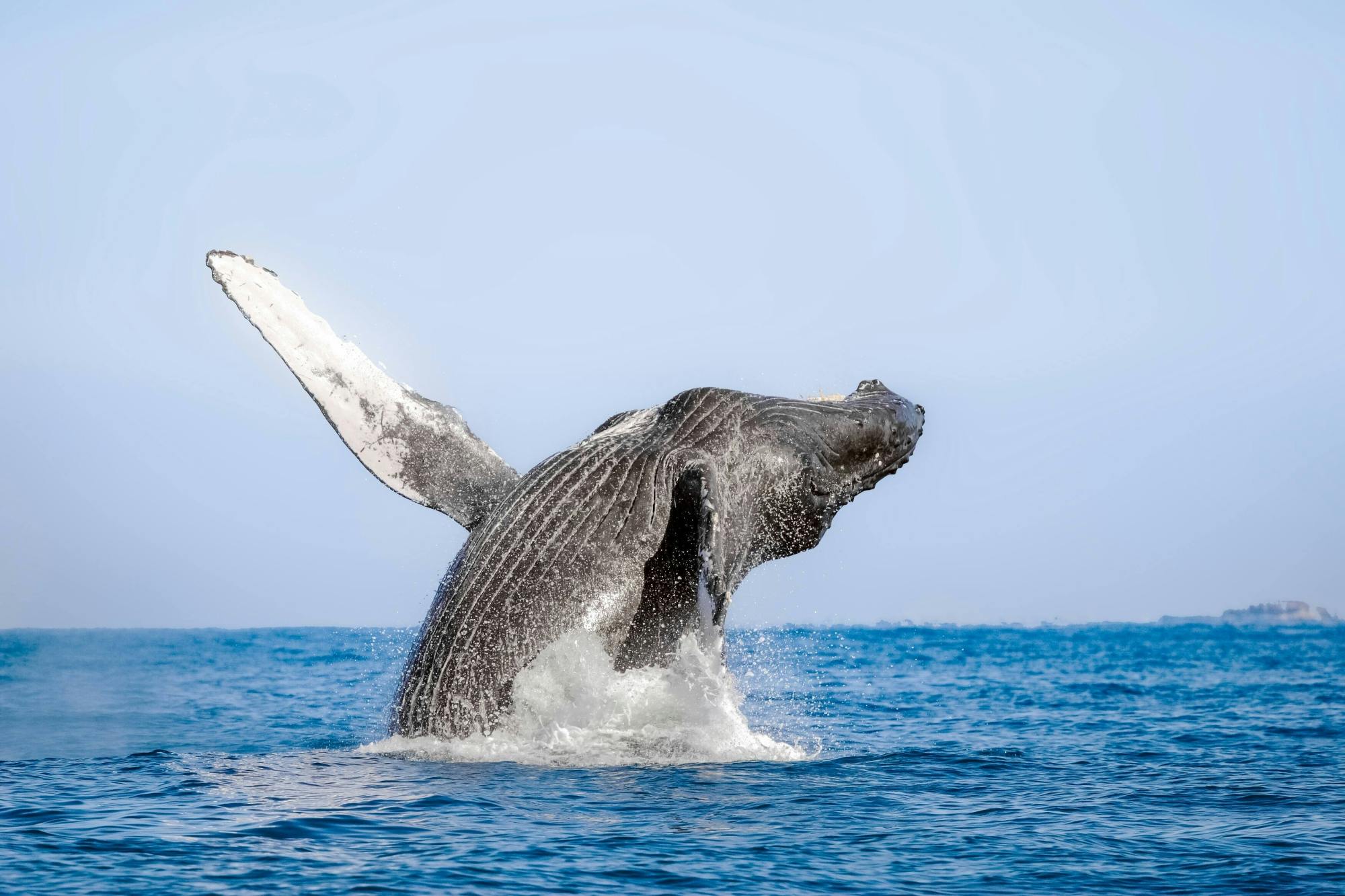 Luxury Catamaran Whale Watching