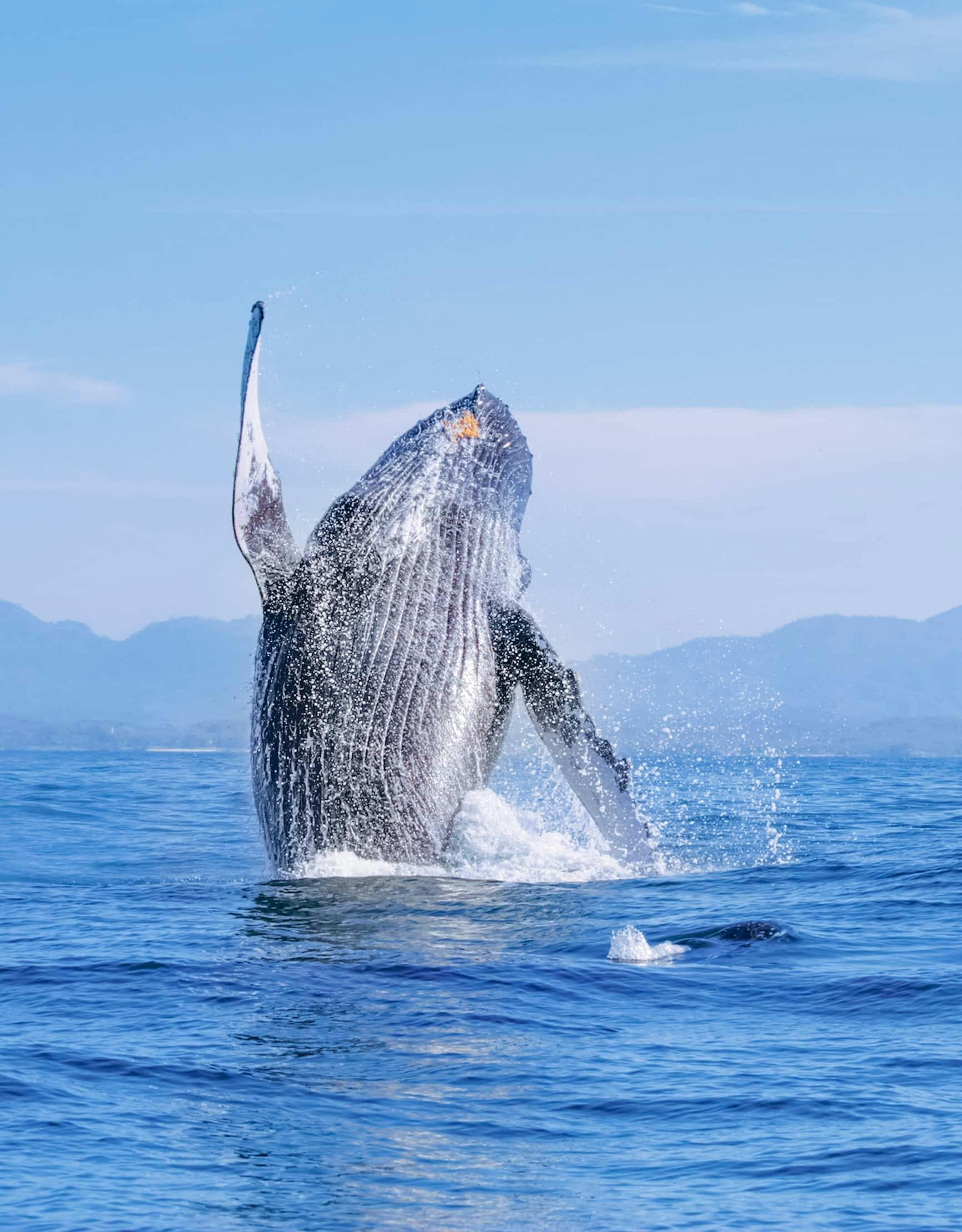 Luxury Catamaran Whale Watching