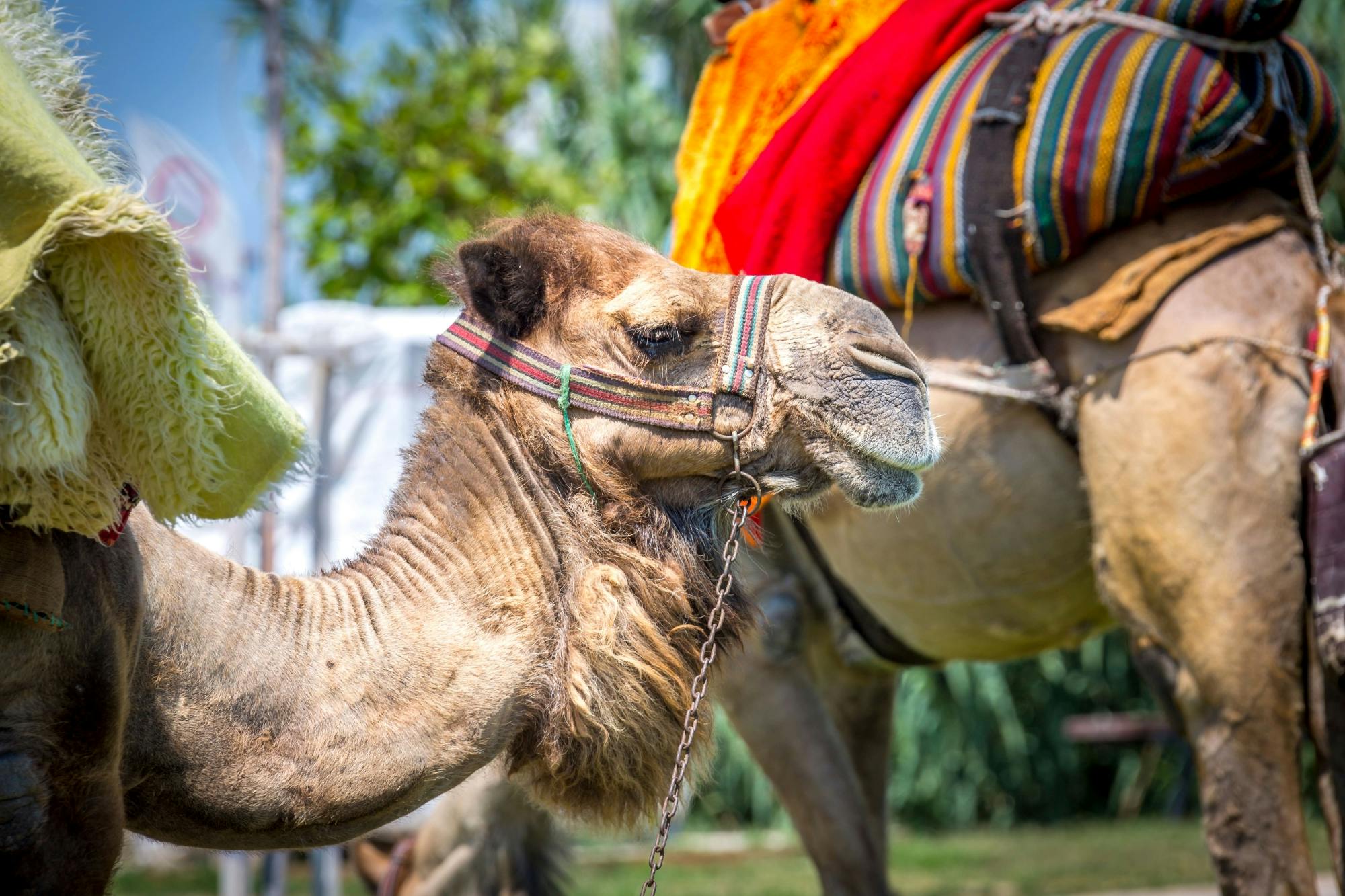 Land End's Arch and Camel Ride Combo