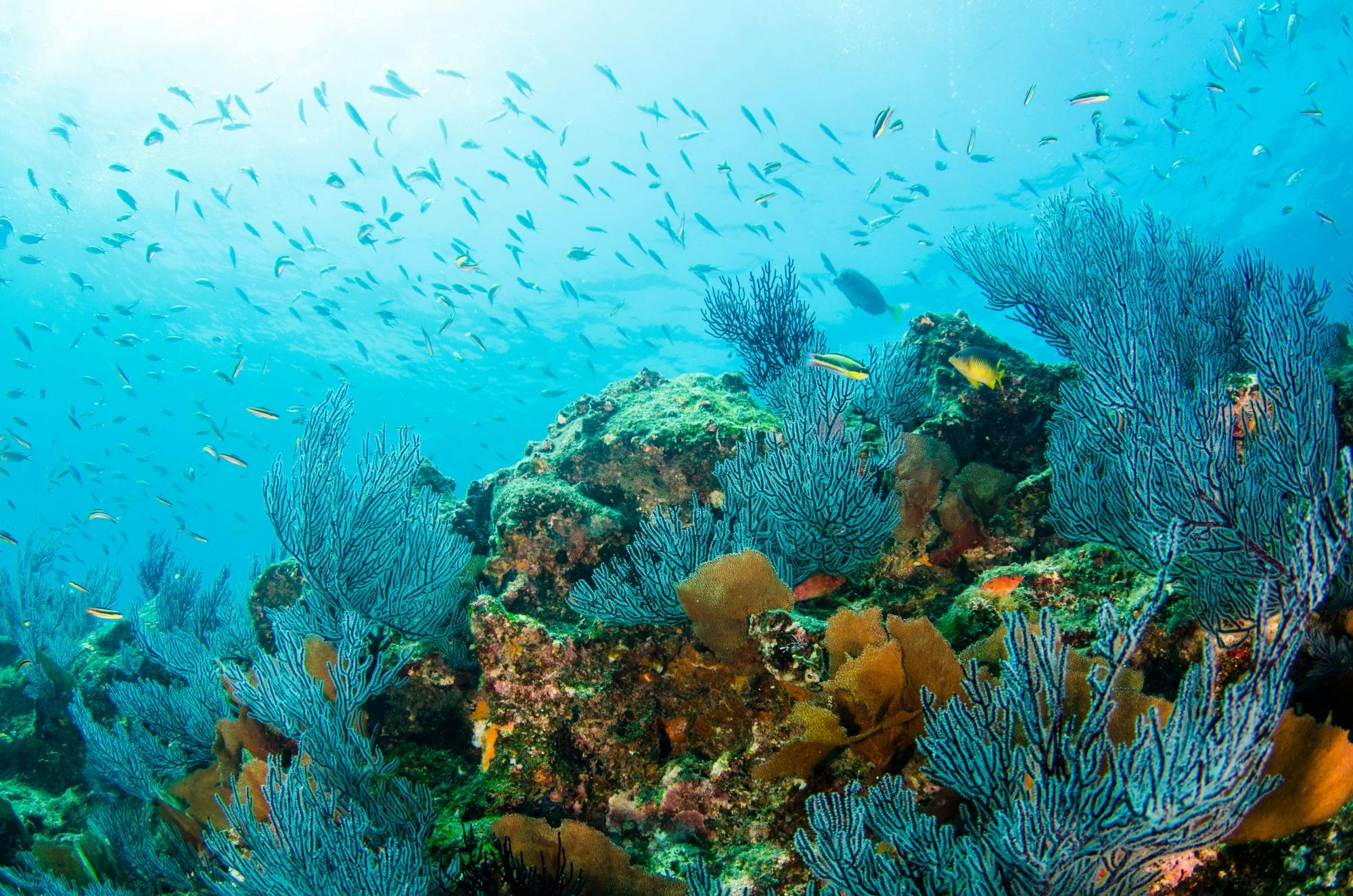 Cabo Pulmo Scuba Tour