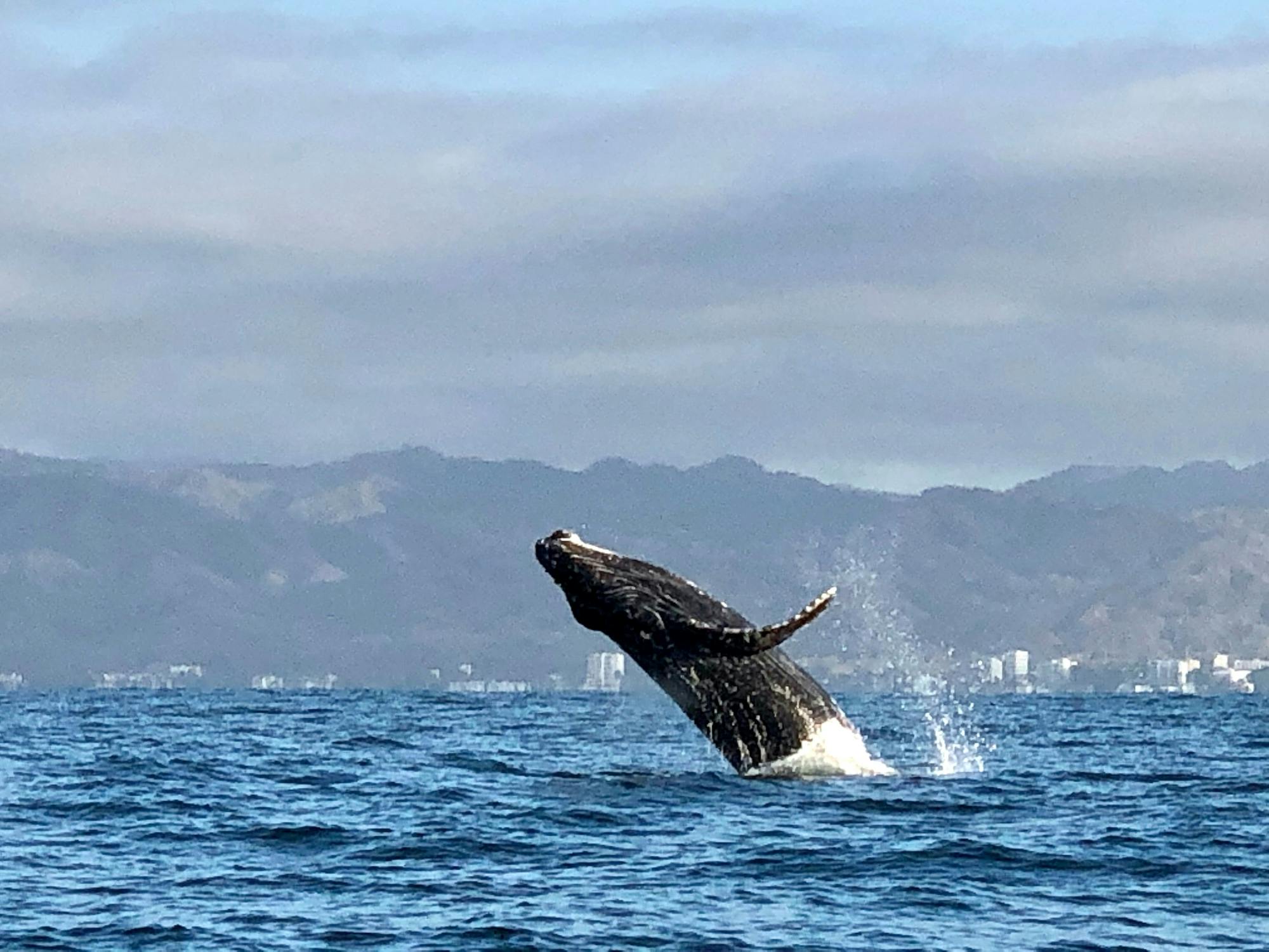 Luxury Catamaran Whale Watching