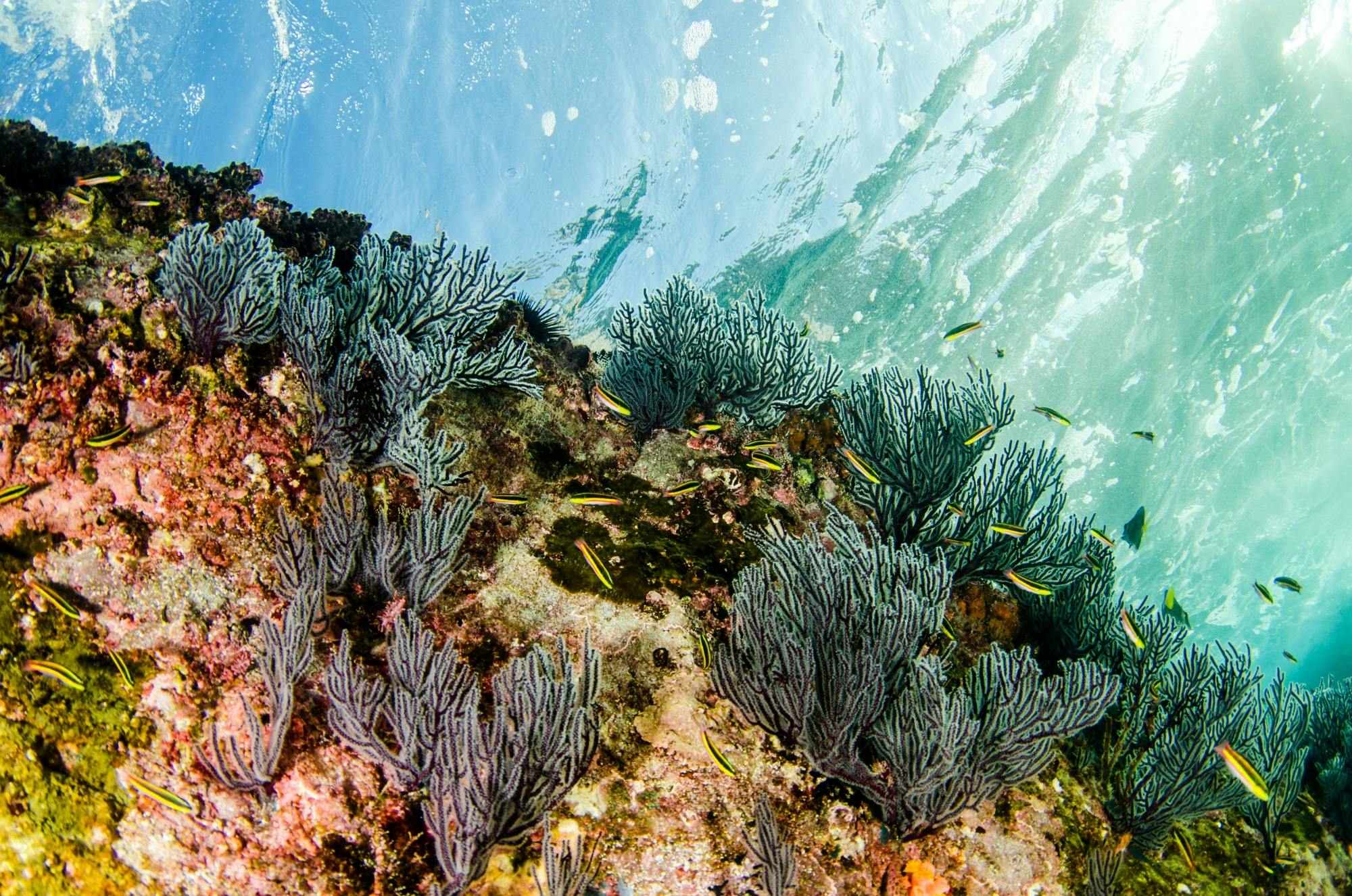 Cabo Pulmo Snorkelling Tour