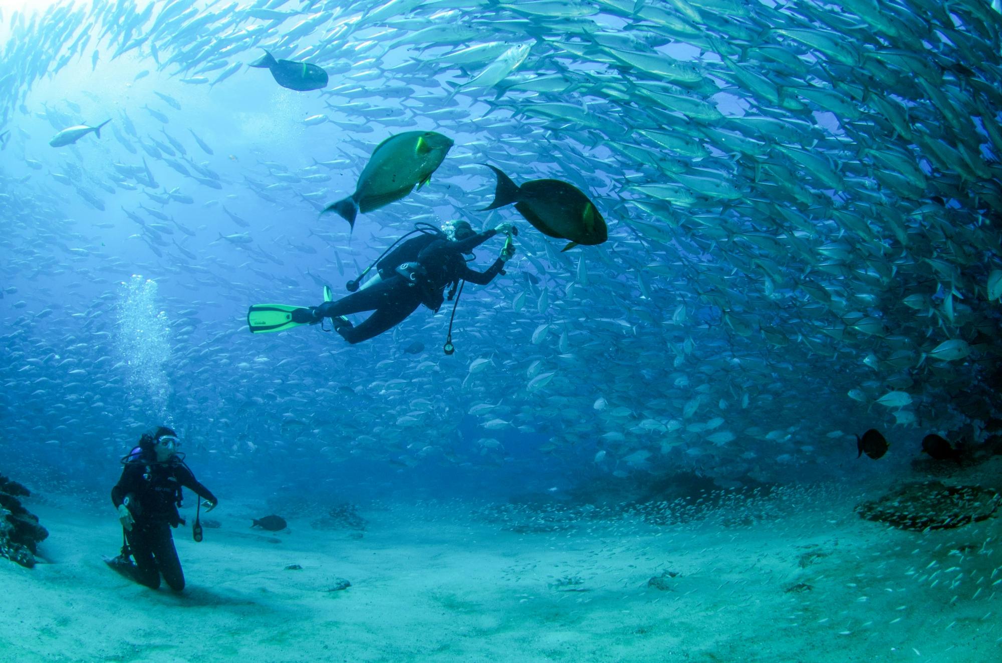 Excursion de plongée à Cabo Pulmo