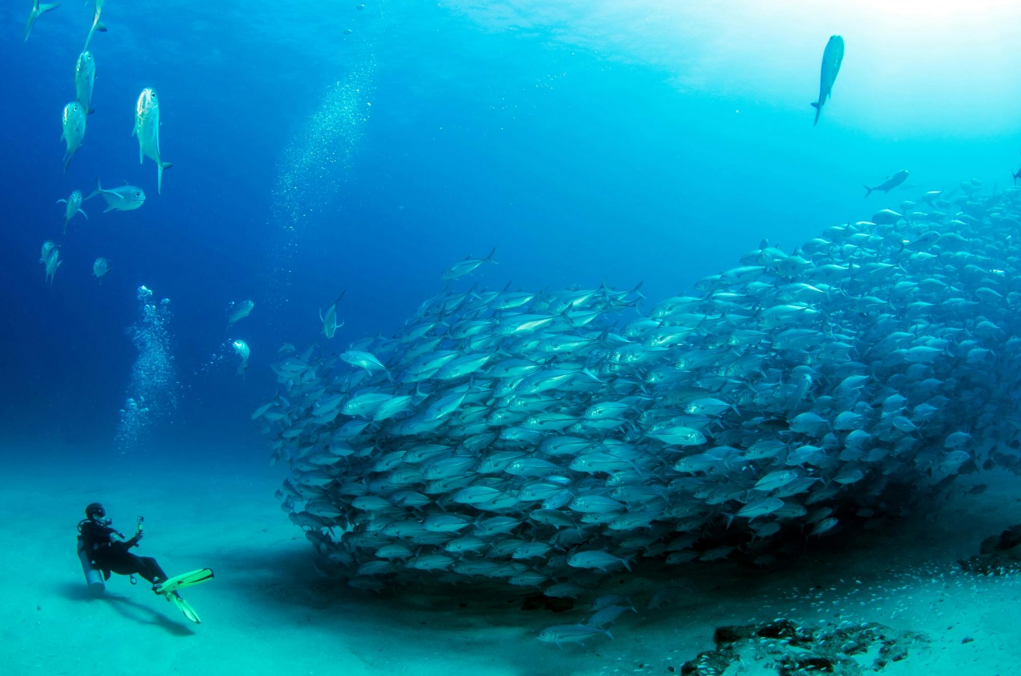 Cabo Pulmo Scuba Tour