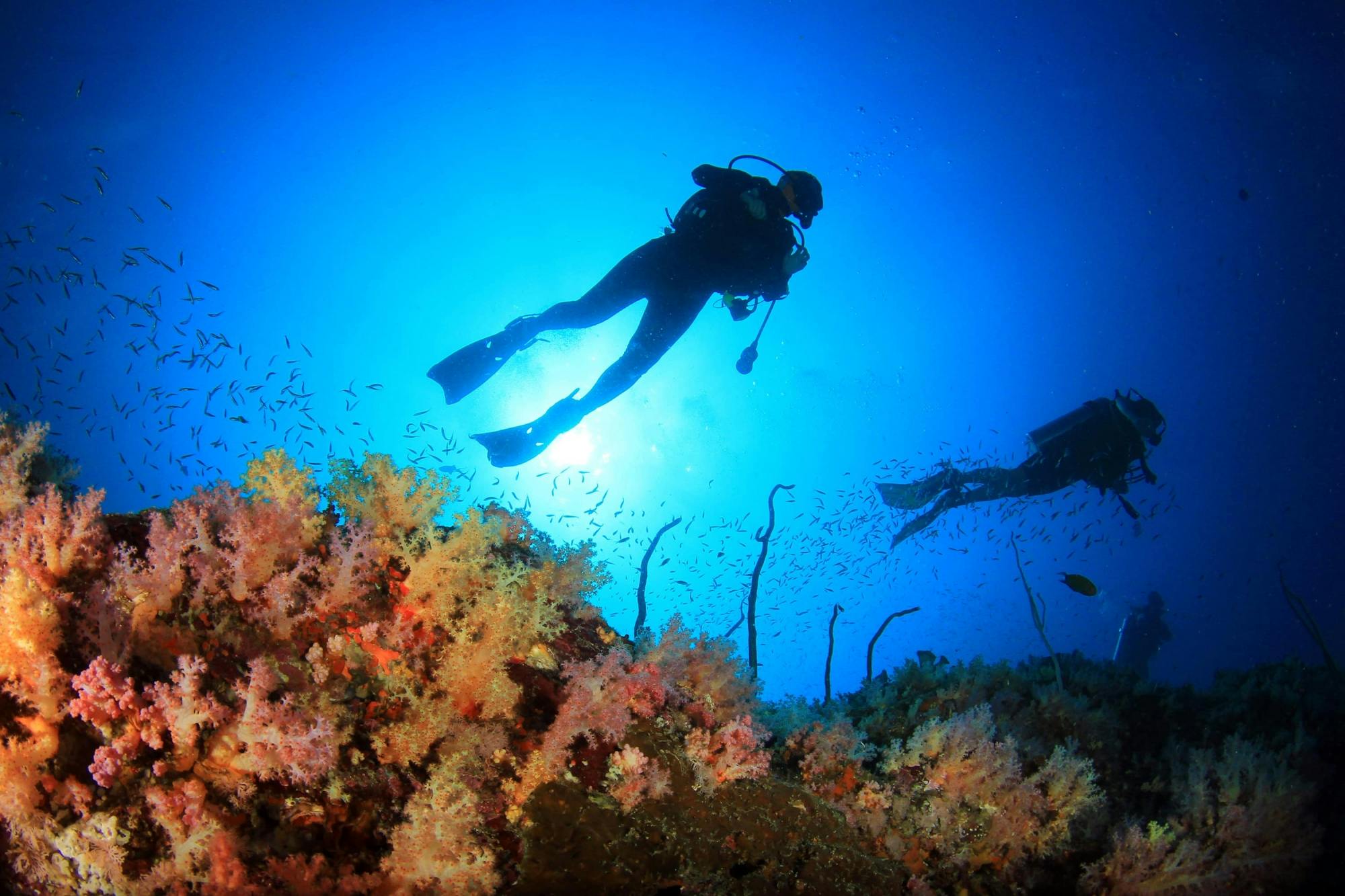 Cabo Pulmo Scuba Tour