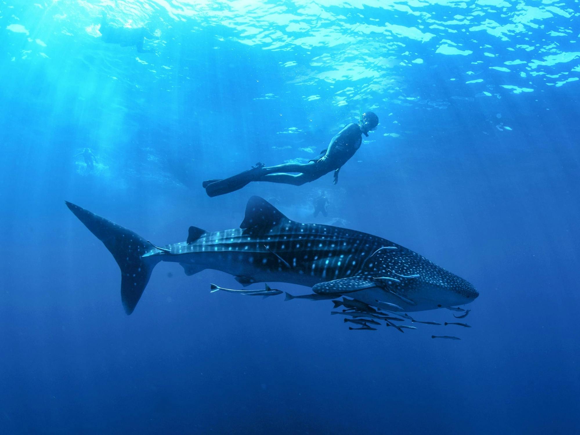 Sea of Cortez Whale Shark Tour