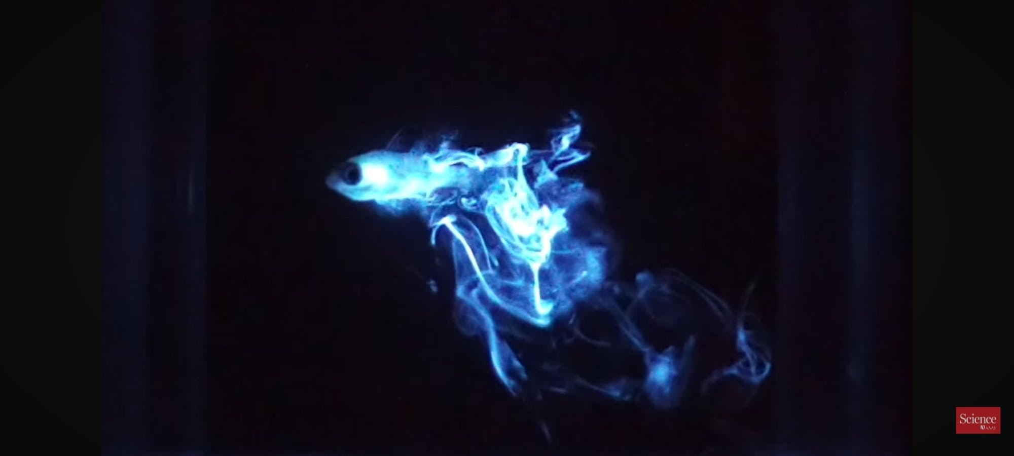 Mergulho noturno bioluminescente