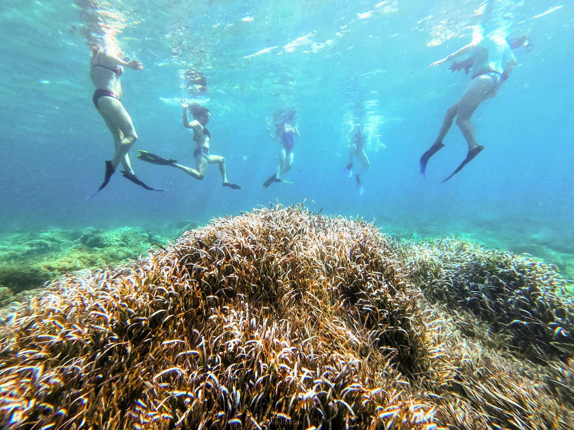 Nat Geo Day Tour: Marine Treasures of Mallorca, the Posidonia Oceanica