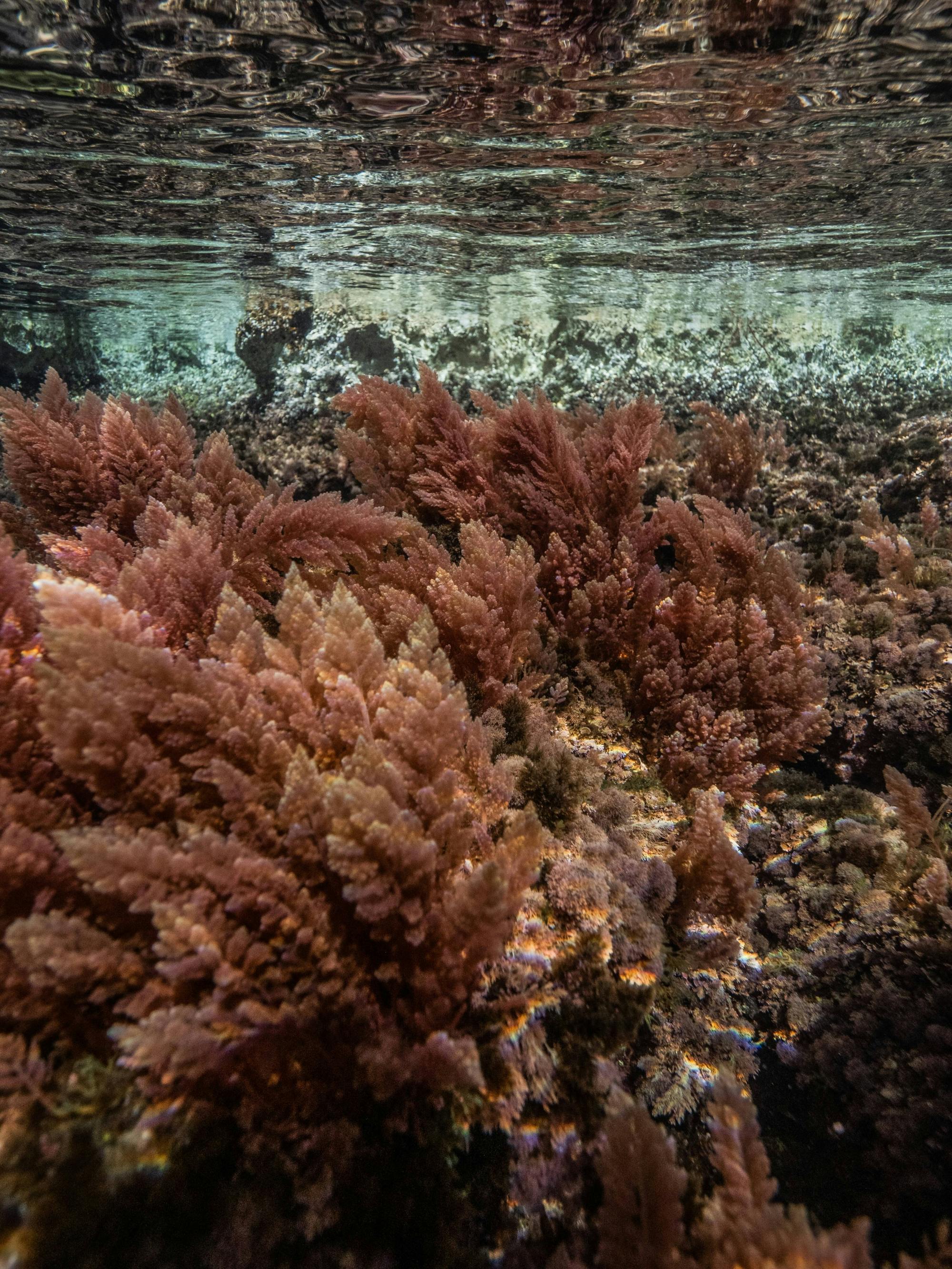 Nat Geo Day Tour: Marine Treasures of Mallorca, the Posidonia Oceanica