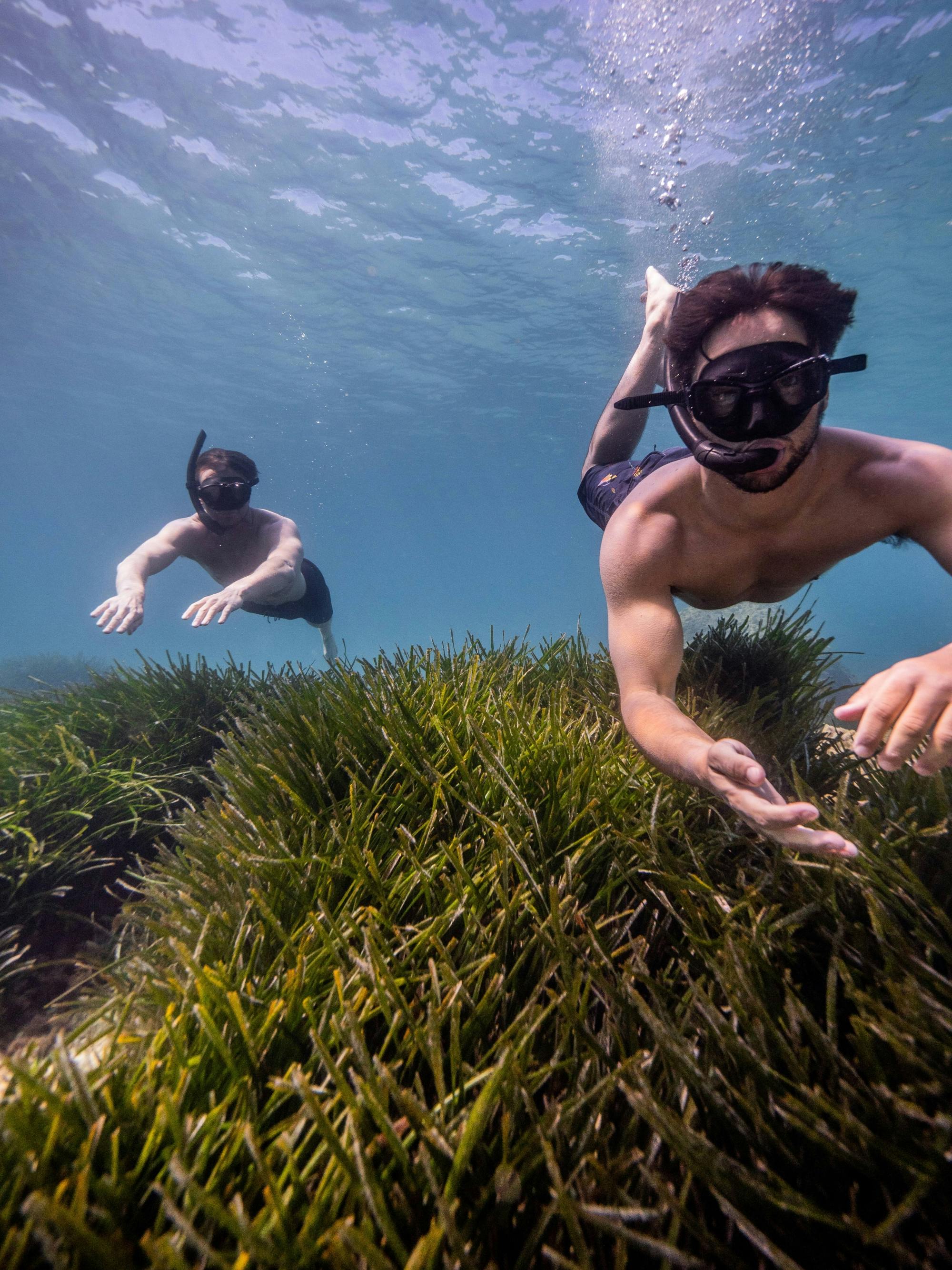 Nat Geo Day Tour: Marine Treasures of Mallorca, the Posidonia Oceanica