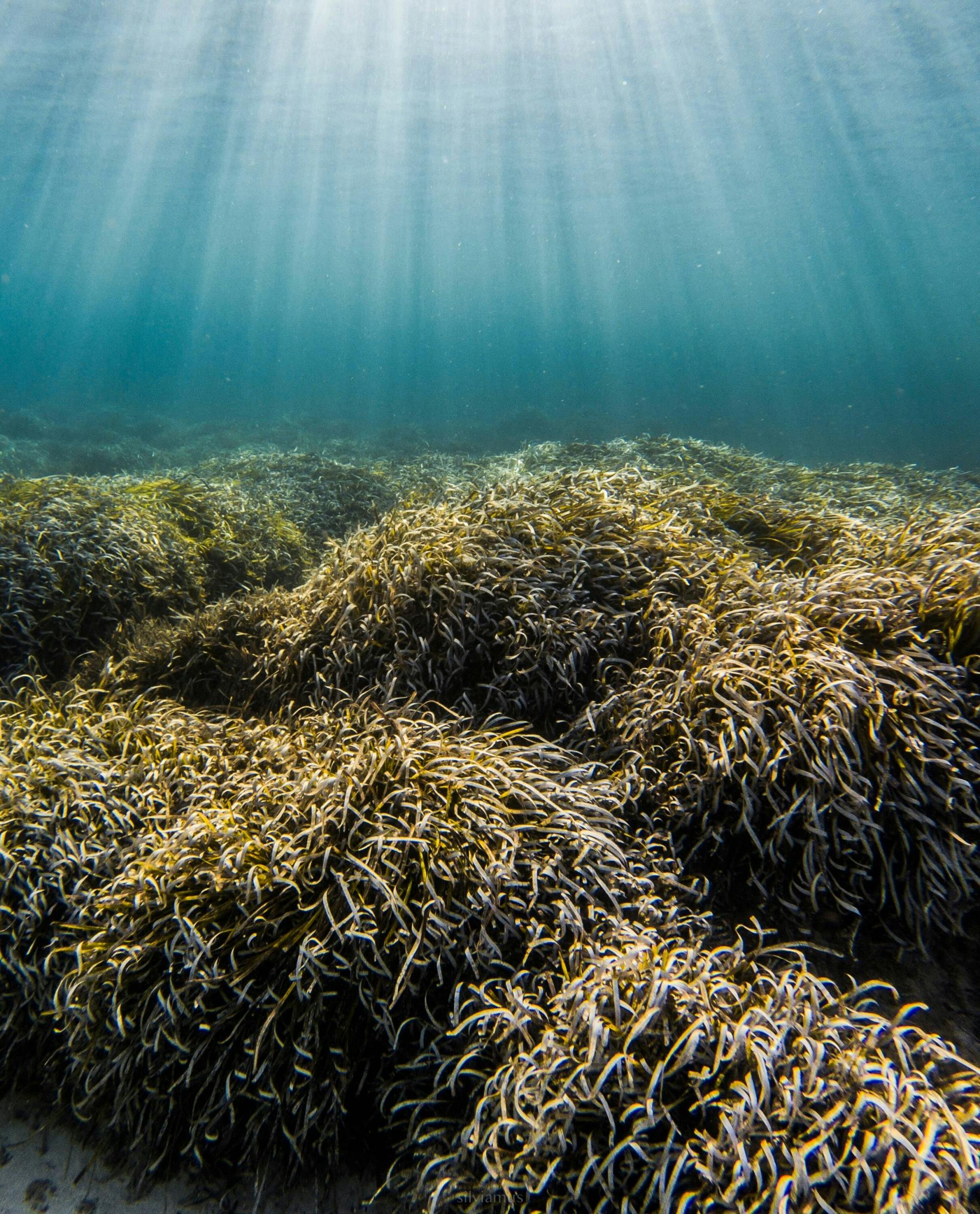 Nat Geo Day Tour: Marine Treasures of Mallorca, the Posidonia Oceanica