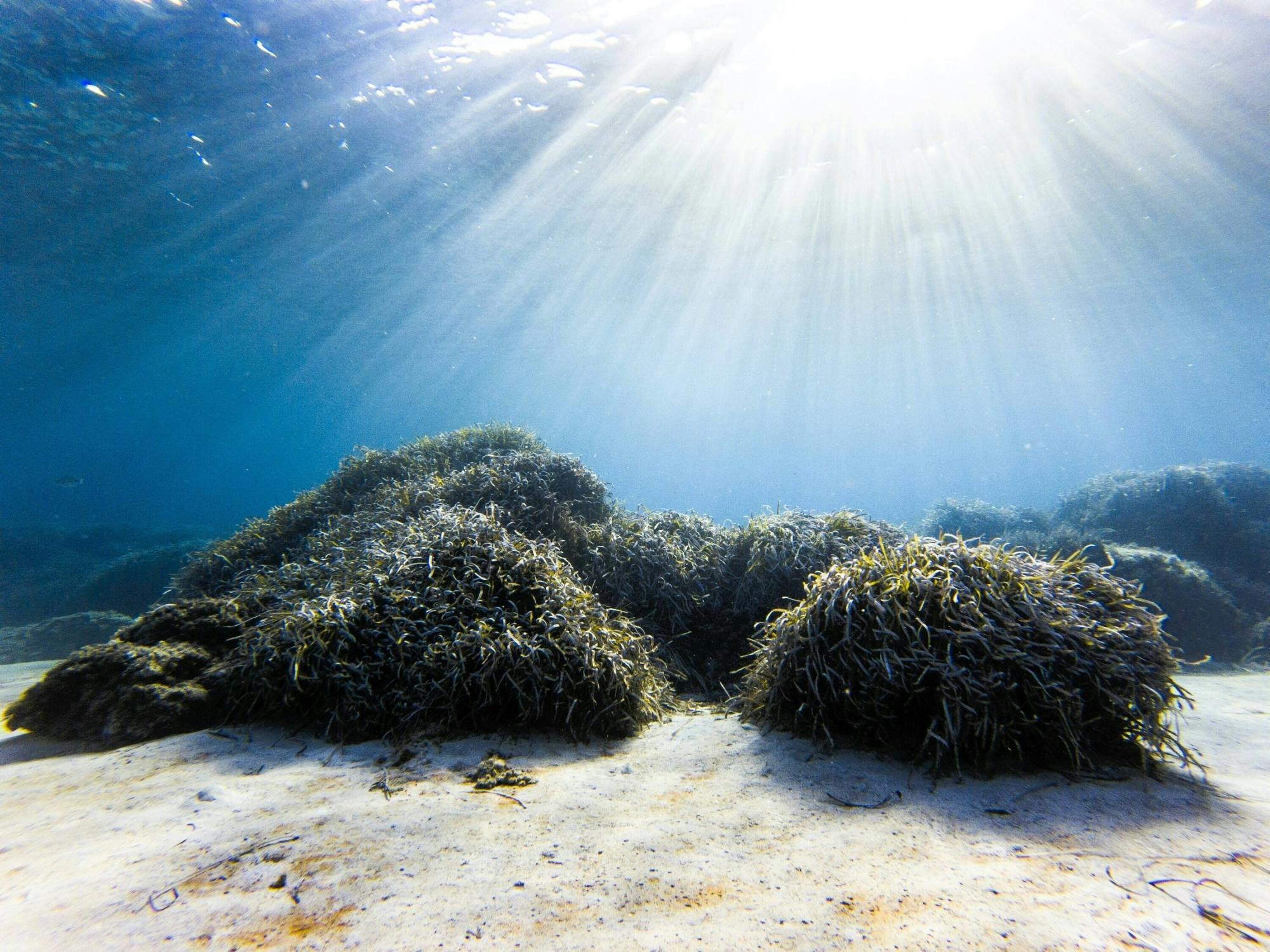 Nat Geo Day Tour: Marine Treasures of Mallorca, the Posidonia Oceanica