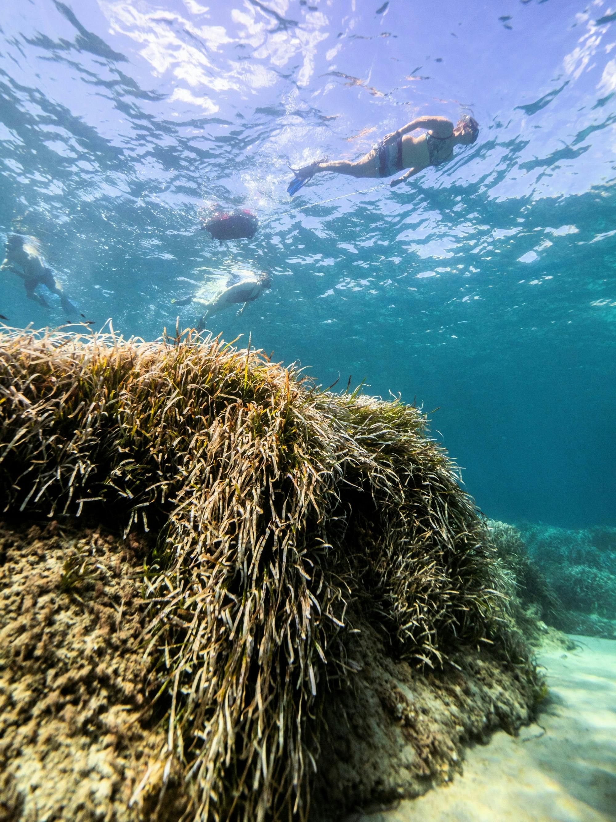 Nat Geo Day Tour: Marine Treasures of Mallorca, the Posidonia Oceanica