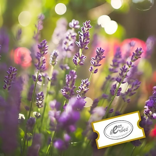 Geführter Besuch des Botanischen Gartens Ecoherbes Park