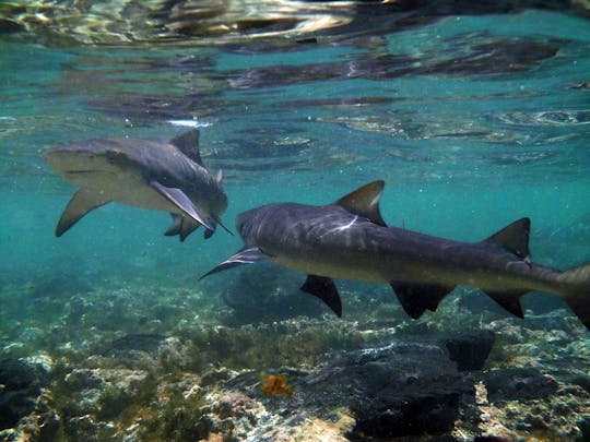 Expérience avec des requins-citrons à Sal