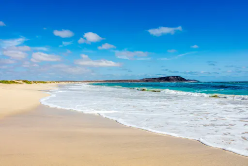 Sal Lemon Shark Experience