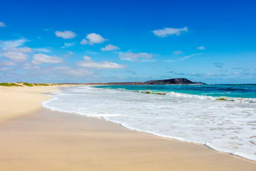 Sal Lemon Shark Experience