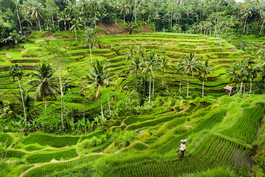 Surface of Ubud private full-day tour