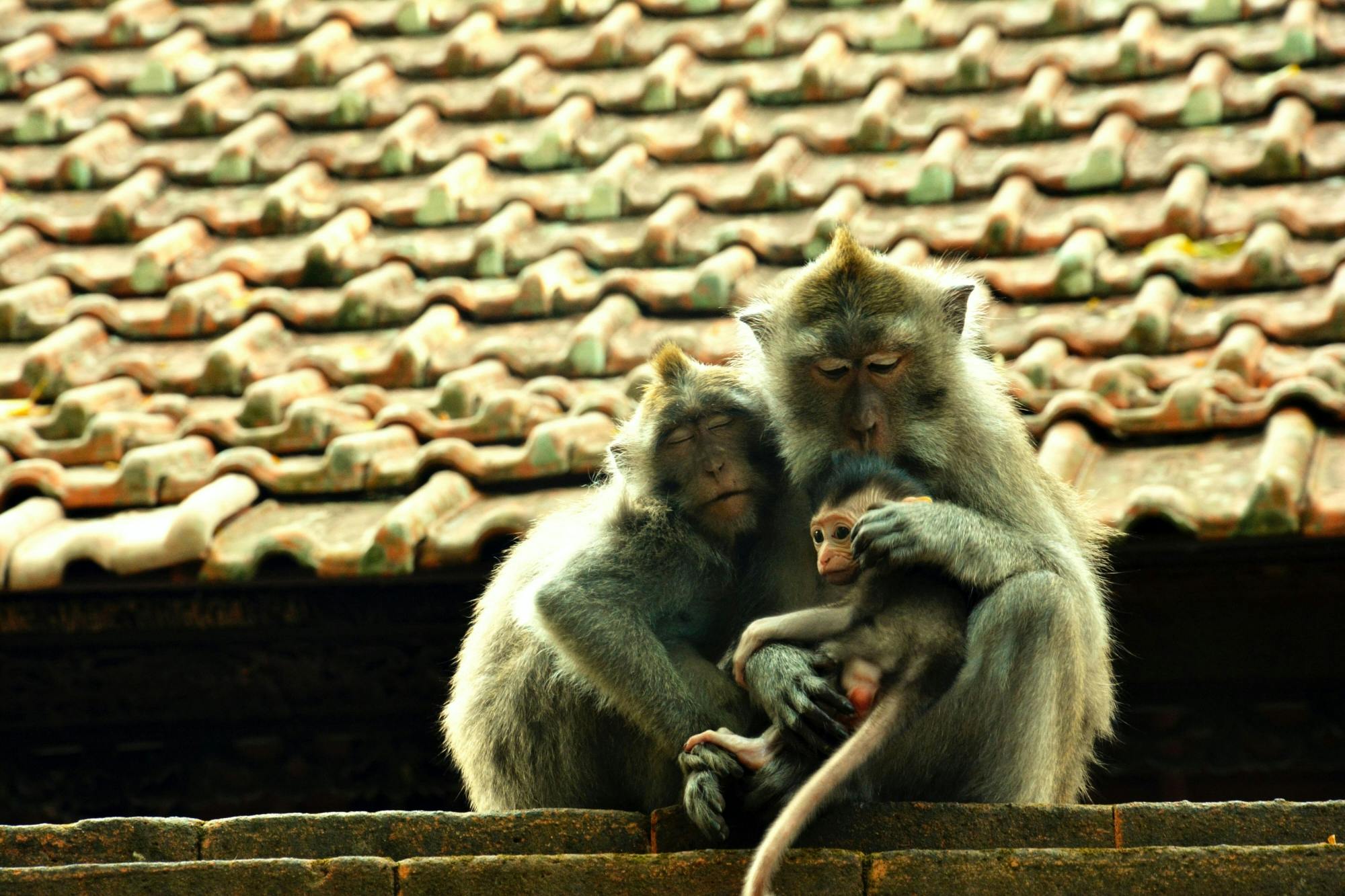 Surface of Ubud Private Full-Day Tour