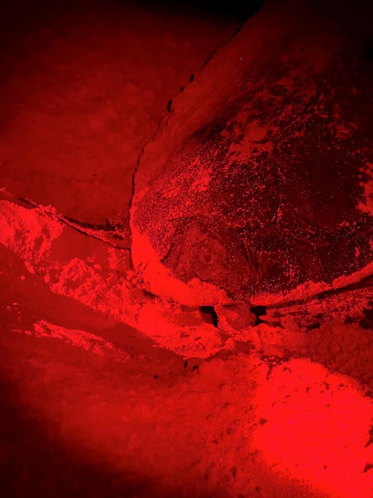 Experiencia nocturna de anidación de tortugas en Boa Vista