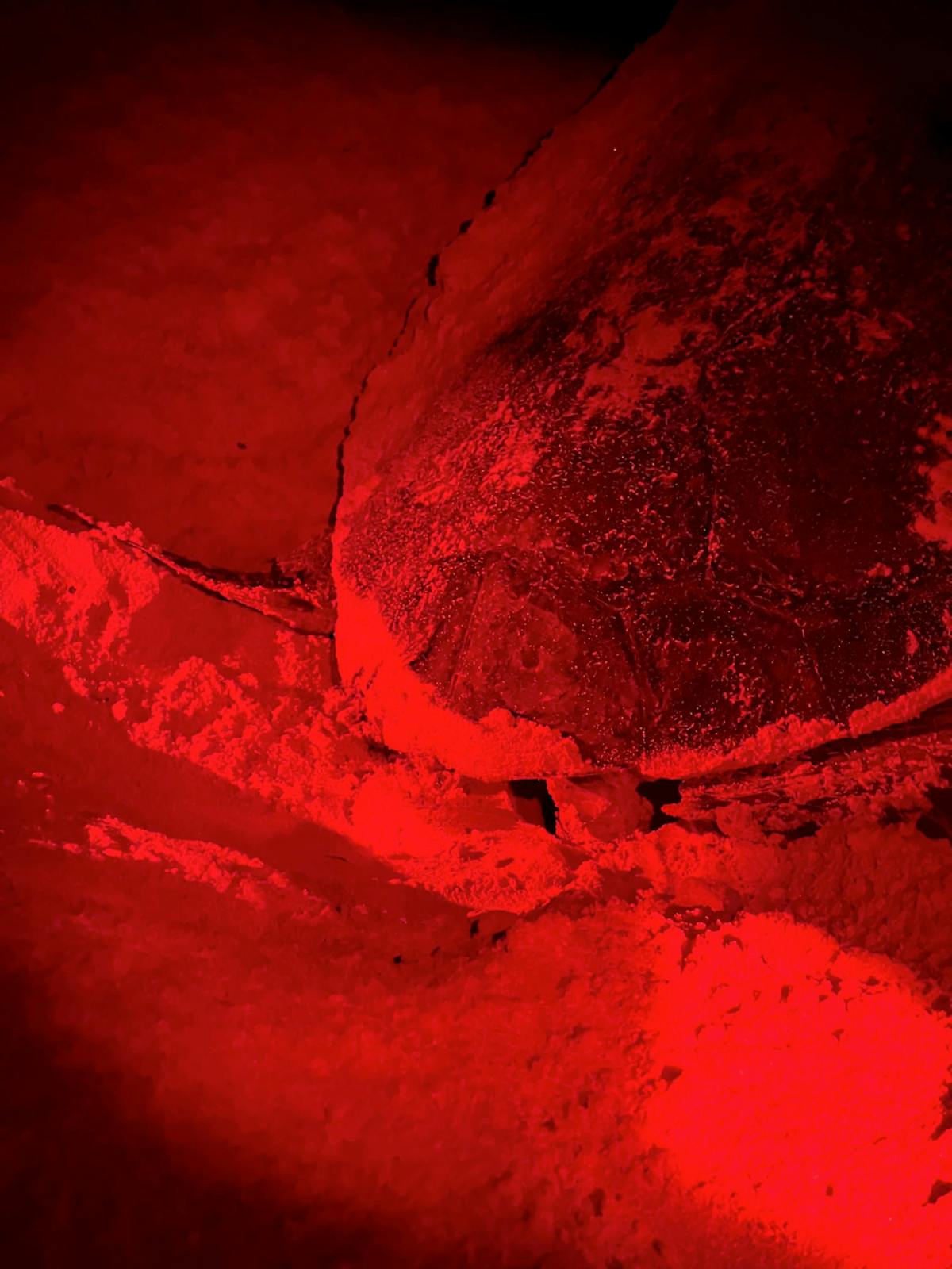 Schildkrötenbeobachtungstour in Boa Vista