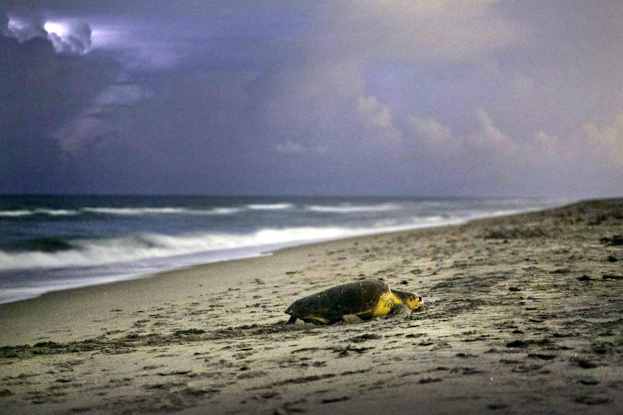 Turtle nesting night experience in Boa Vista