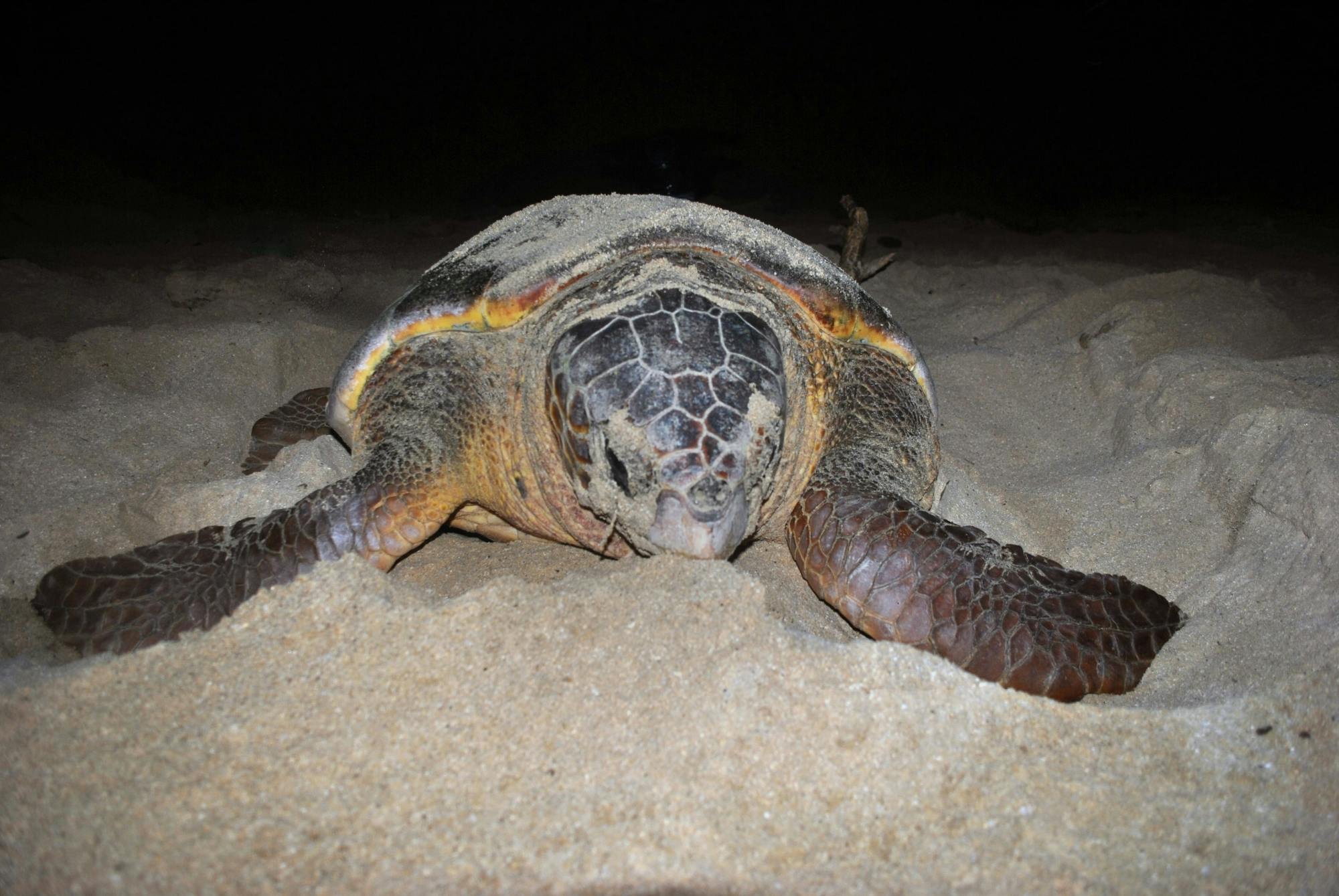 Turtle nesting night experience in Boa Vista