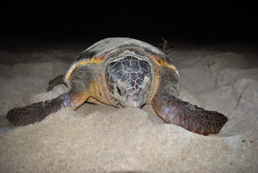 Turtle nesting night experience in Boa Vista