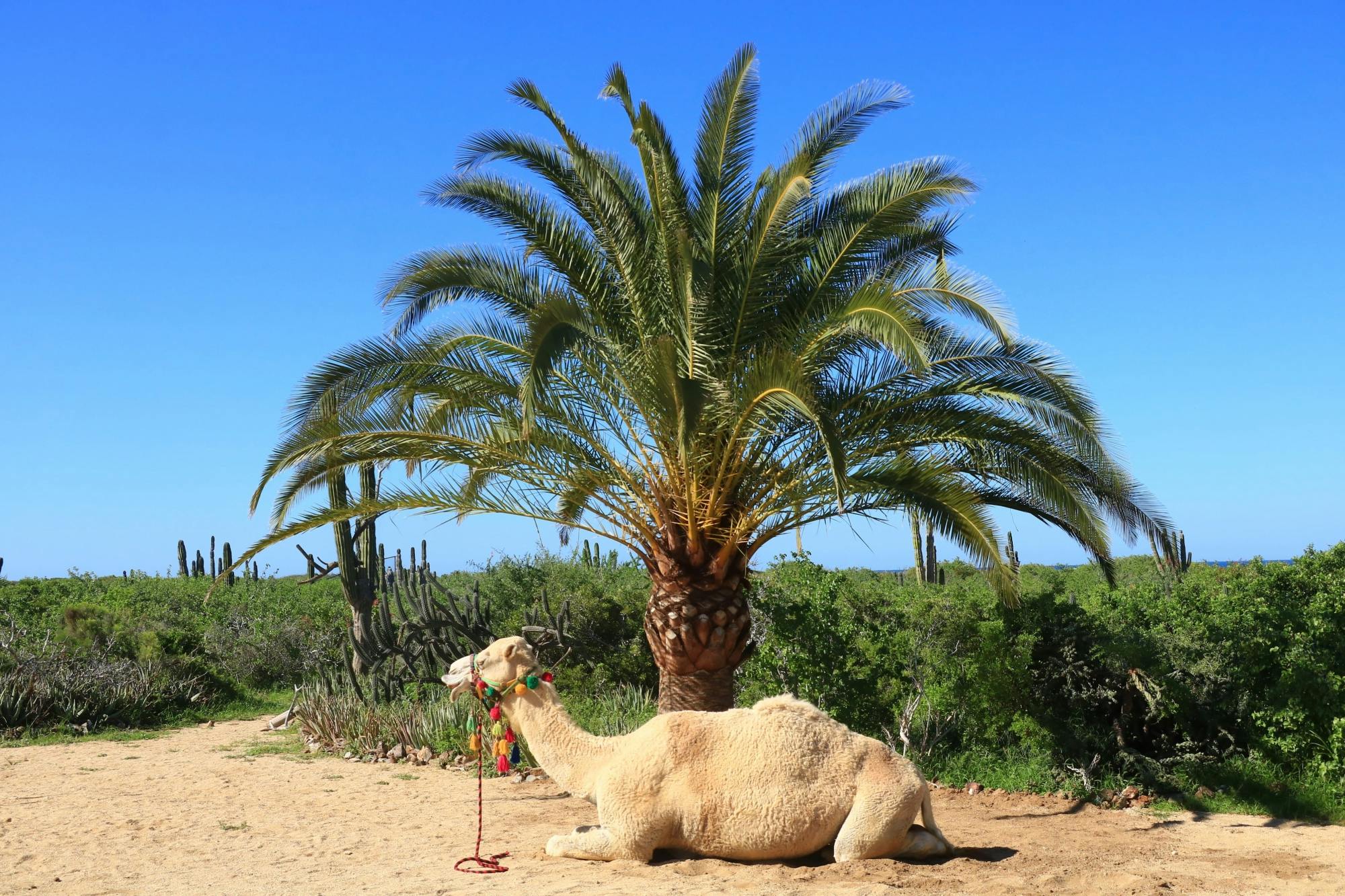 Combo Camel Ride and Off-Road UTV Adventure