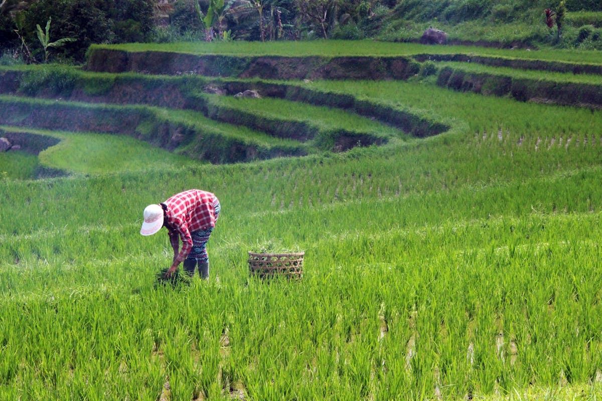 Wonders of Bali Tour