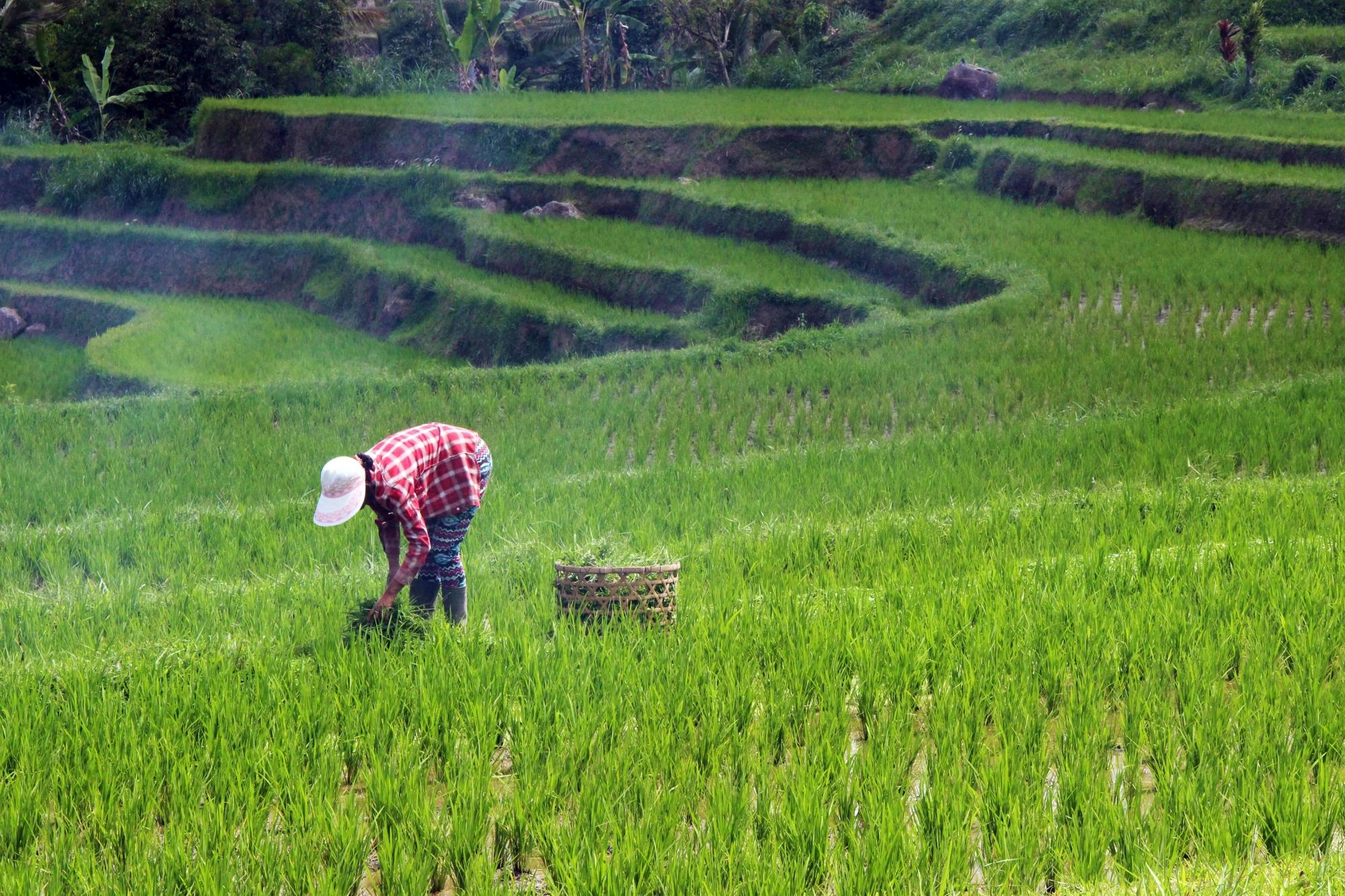 Wonders of Bali Tour