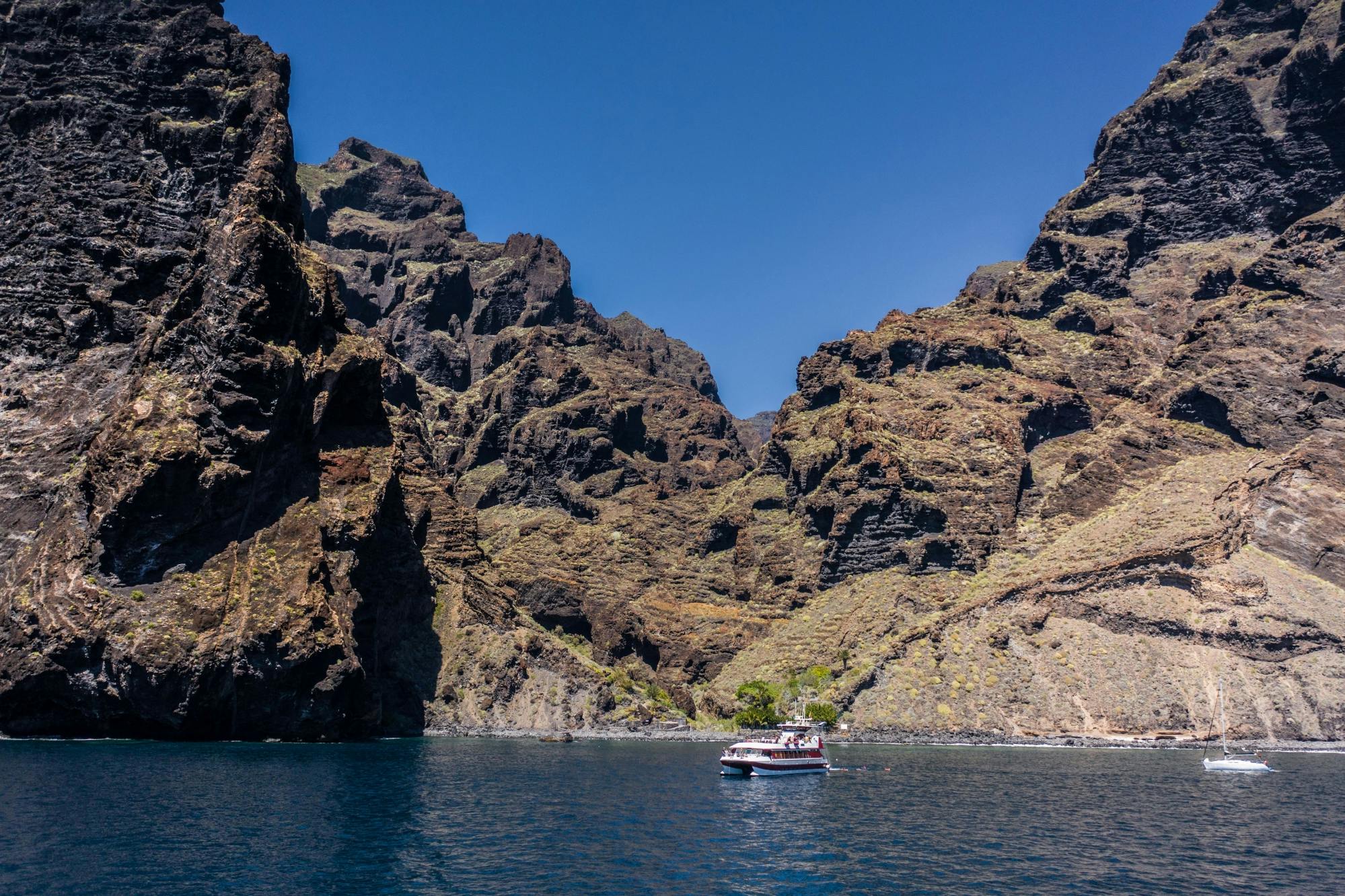 Two-hour Royal Delfín whale-watching cruise in Tenerife