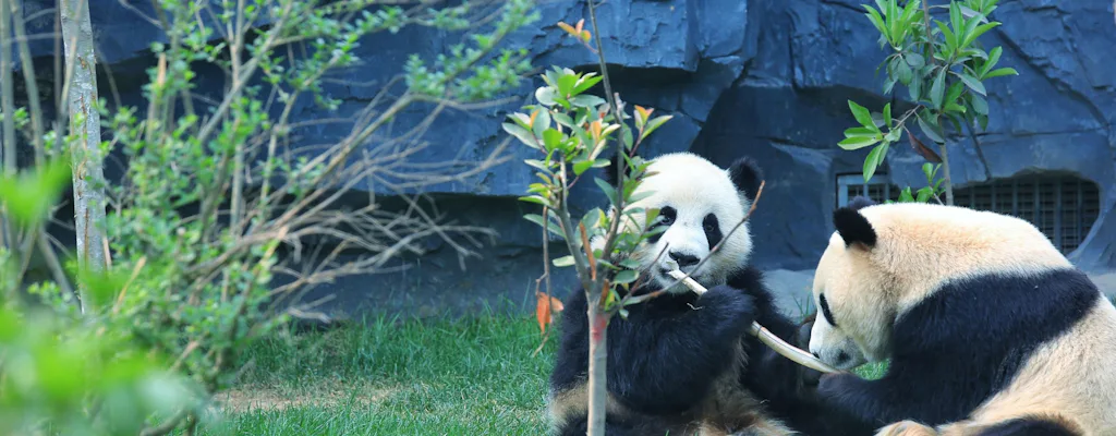 Beijing private guided tour (Musement)