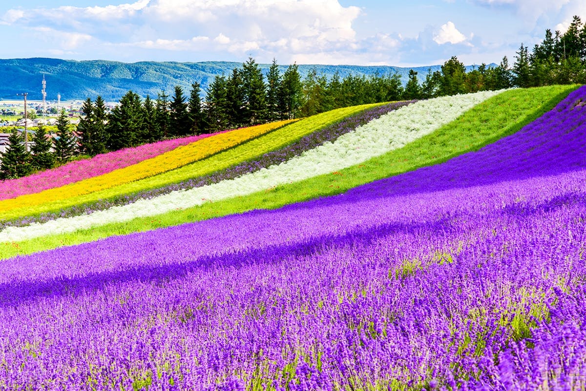 Visite d'une journée complète à Biei, à la mer de fleurs de Furano et à la terrasse de Ningle avec déjeuner