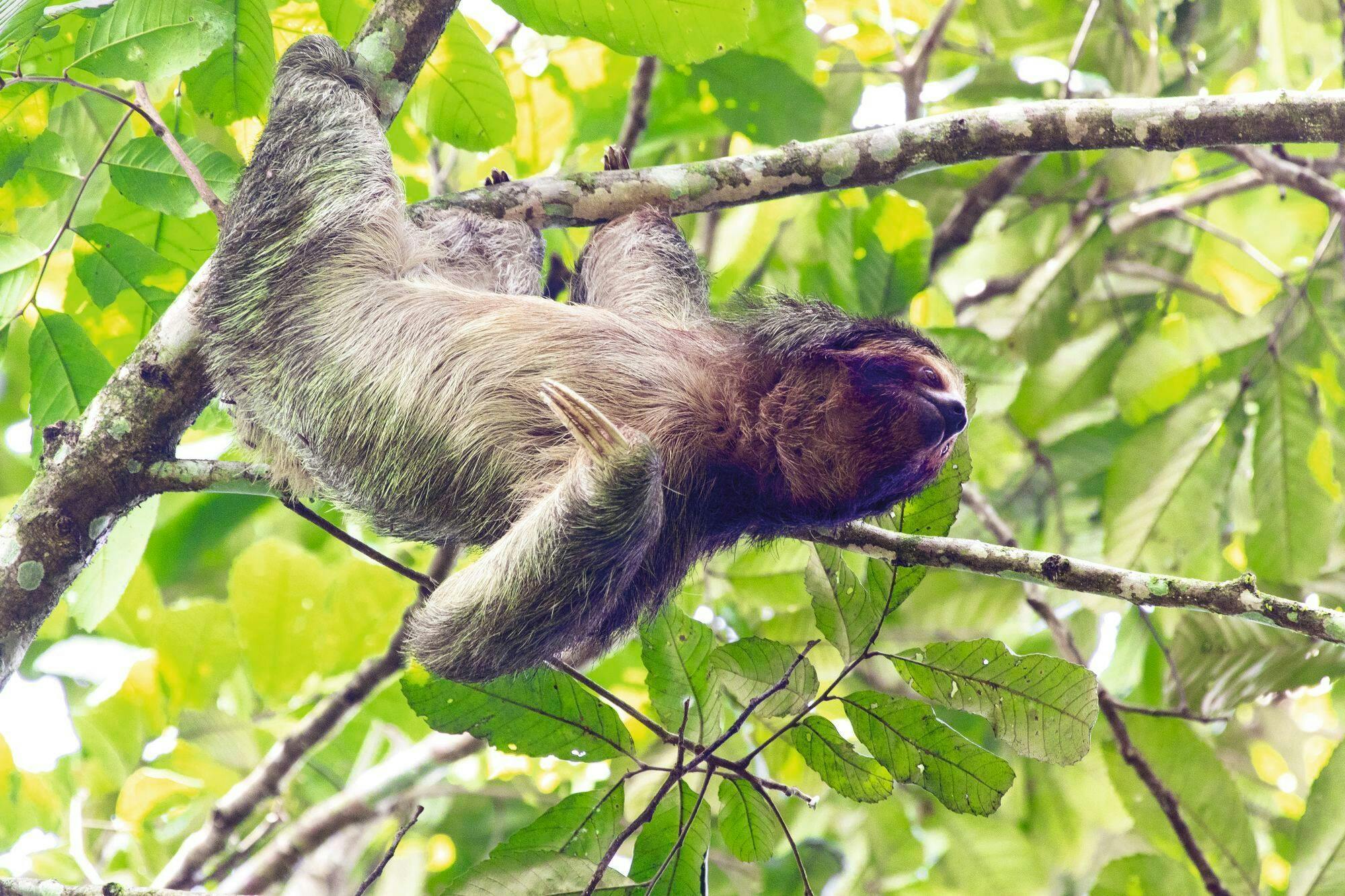 Selvatura Park Zipline, Hanging Bridges & Sloth Sanctuary with Transfer